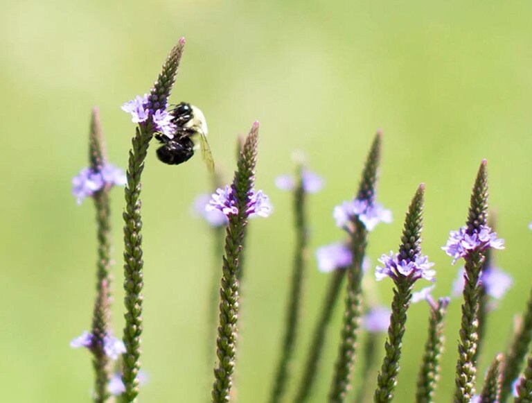 Bee on a flower