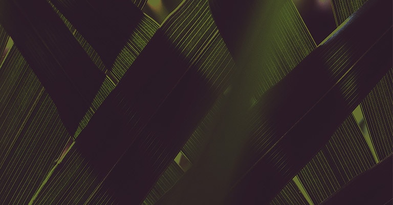 dark green leaves criss crossed on top of each other