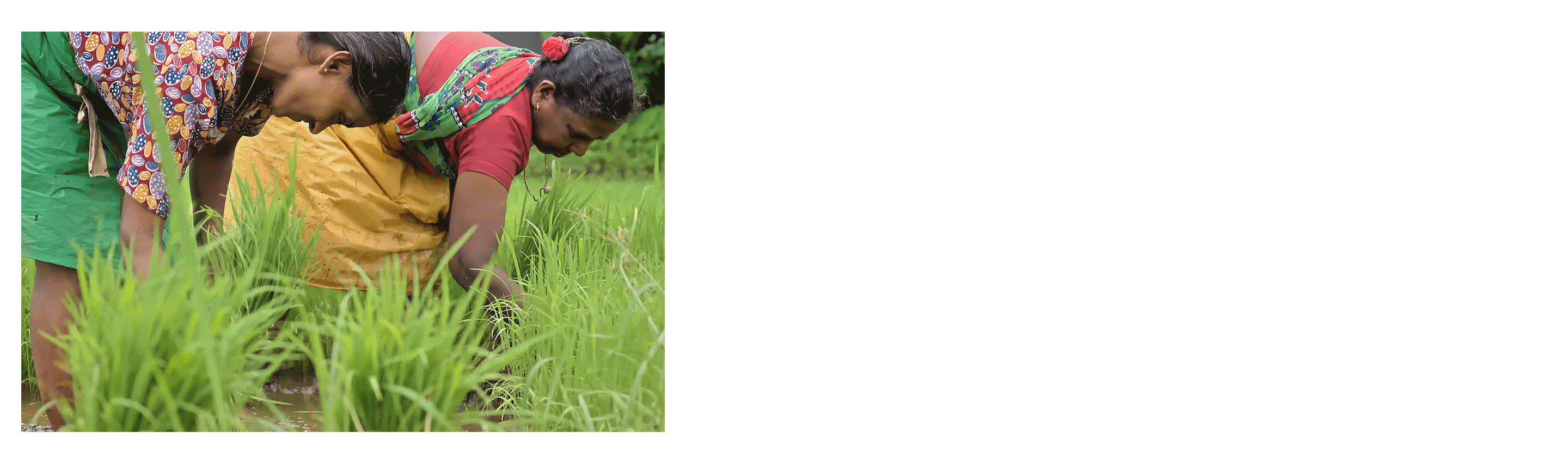Learn more about Eclipta Prostrata Leaf Extract