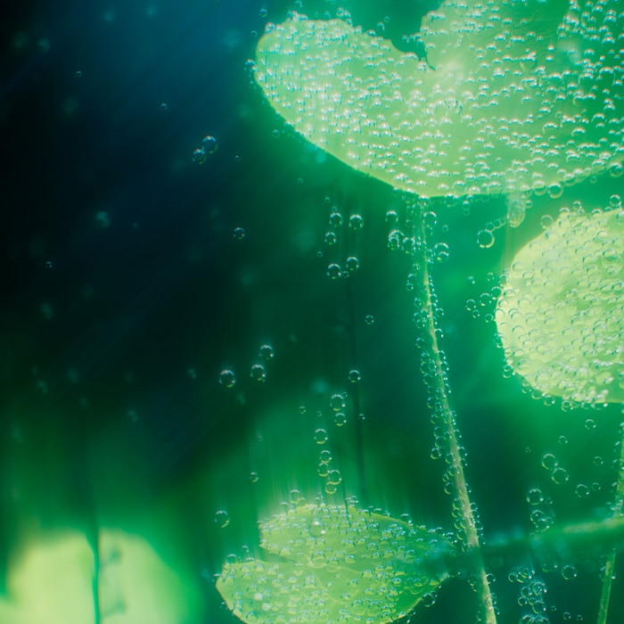 Our ingredient standards