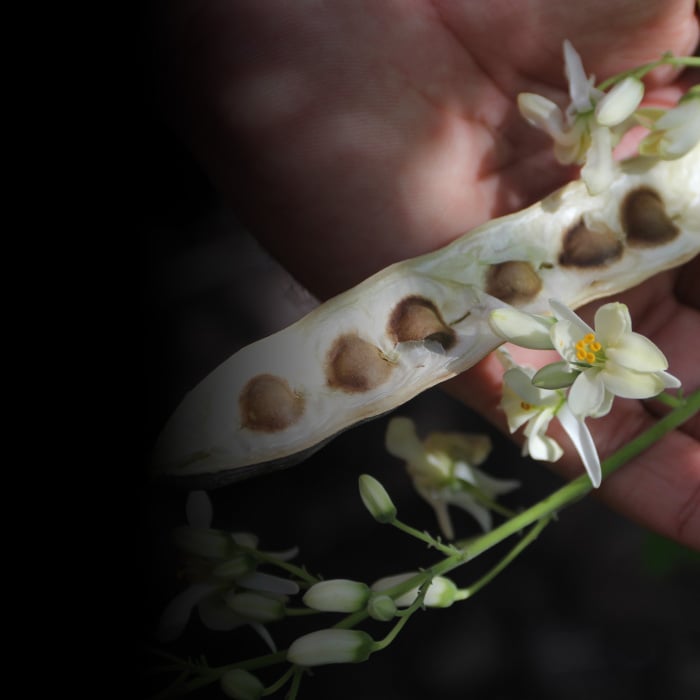 Responsibly sourced moringa oil