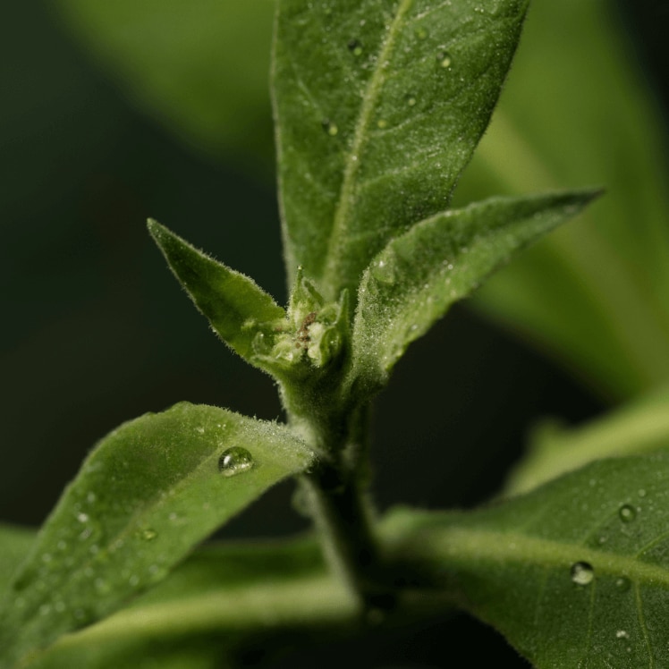 Phytotech Vegan Collagen