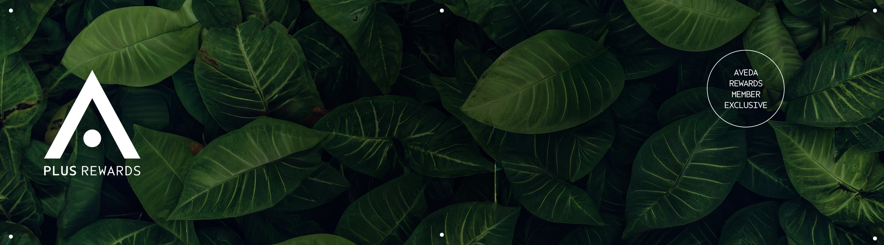 Join our Aveda Plus loyalty program and earn exclusive rewards