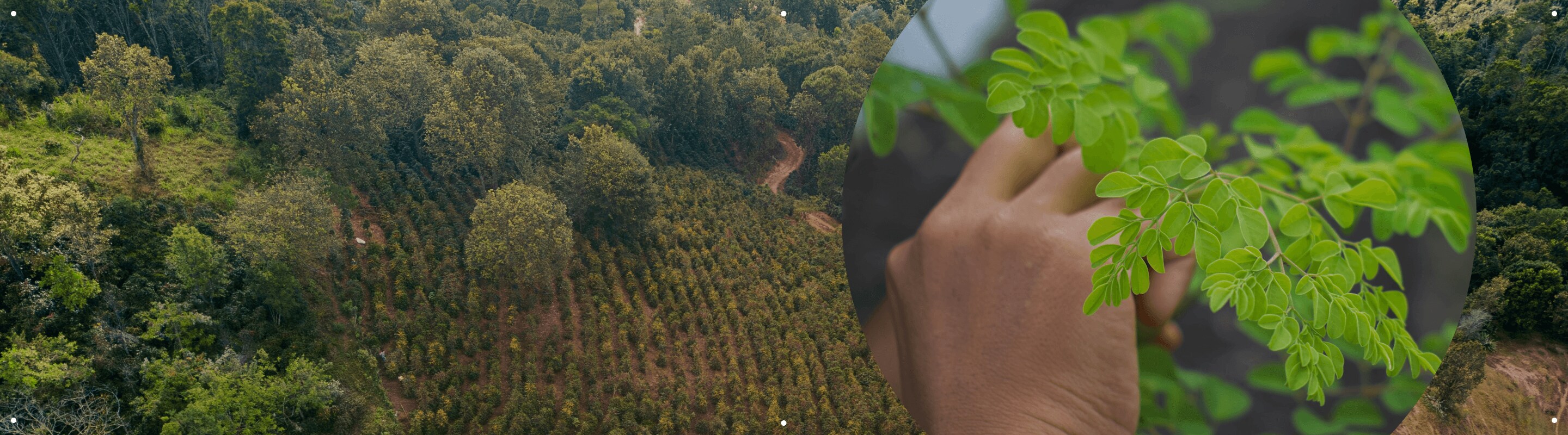 MORINGA OLEIFERA  SEED OIL