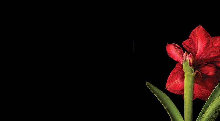 Red flowers with green stems on a black background