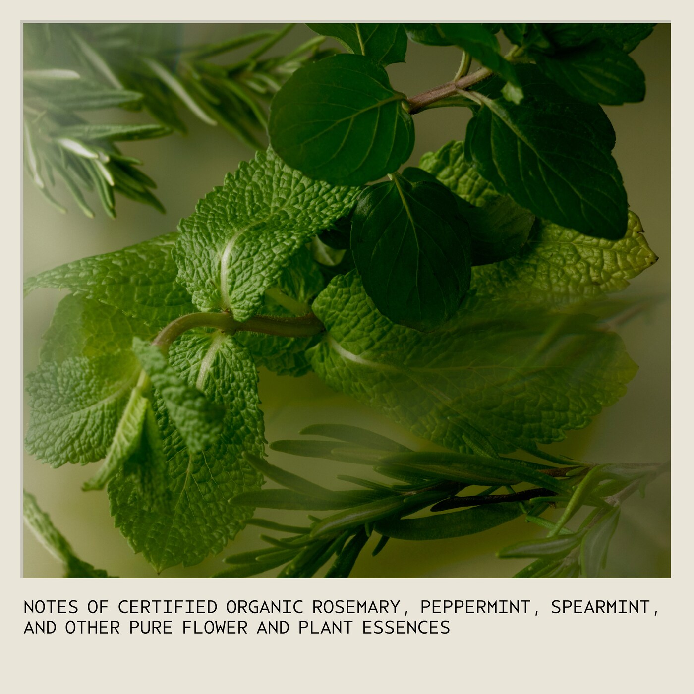 rosemary mint purifying shampoo
